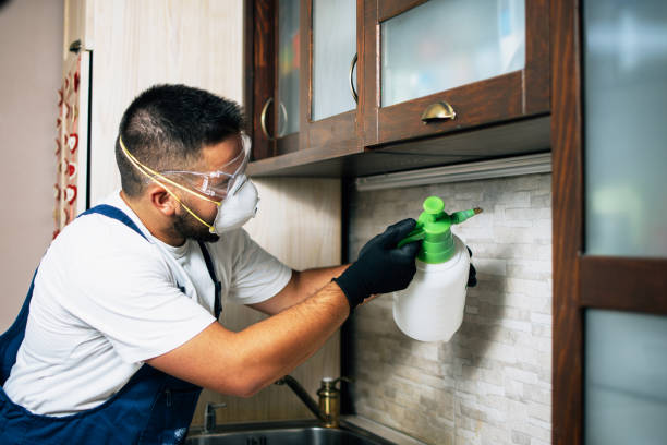 Best Affordable Pest Control Services  in Romeovle, IL