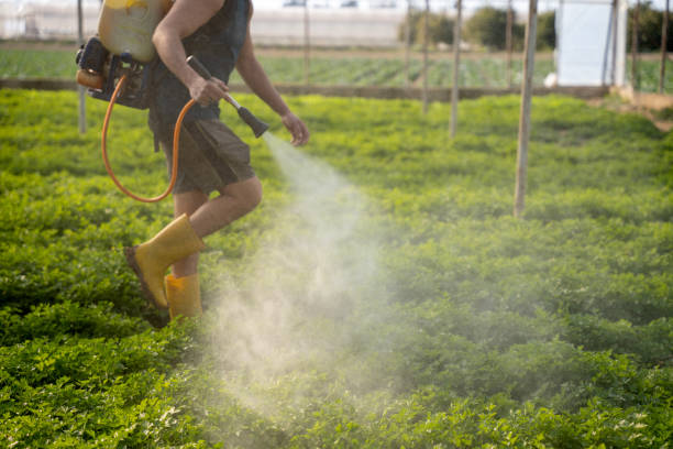 Professional Pest Control in Romeoville, IL