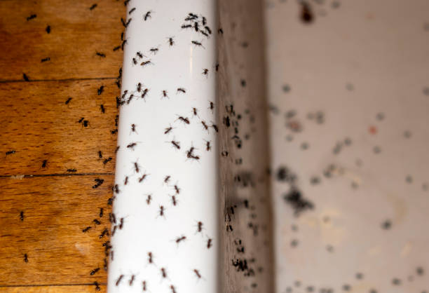 Best Spider Control Near Me  in Romeovle, IL
