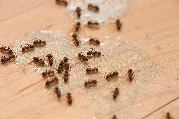 Best Best Pest Control Companies  in Romeovle, IL