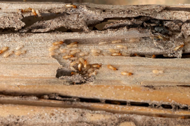 Best Termite Control Services  in Romeovle, IL